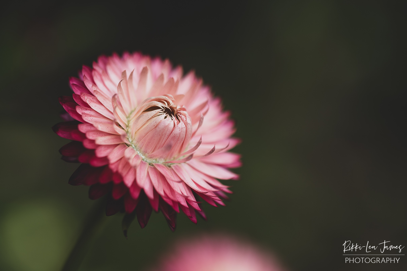 Bright pink paper daisy with layered petals, becoming a deep purple at the outer edges. Set against a soft, dark background.