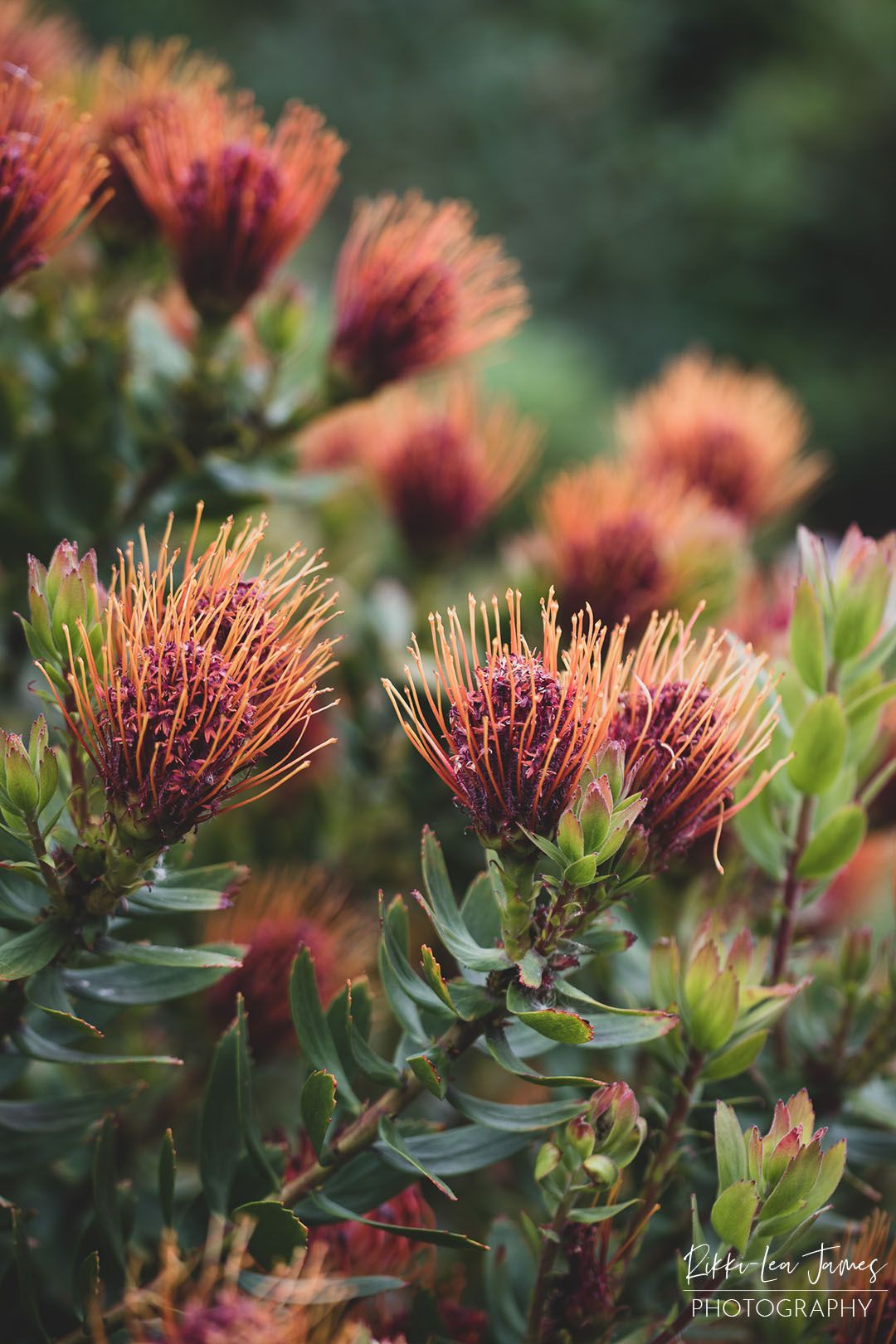 A bush of banksias or waratahs of a deep pink, purple colour with orange stamens.